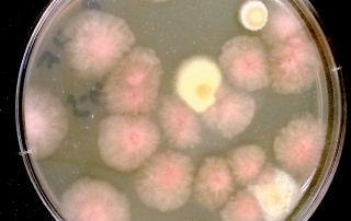 Exploring the Future of Embedded Technology