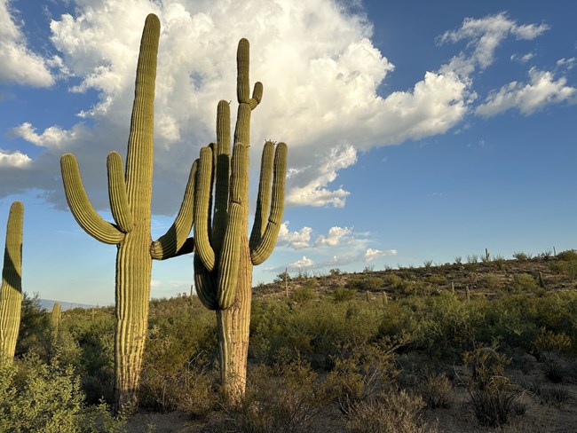 Navigating the Ever-Changing Landscape of Social Media Trends